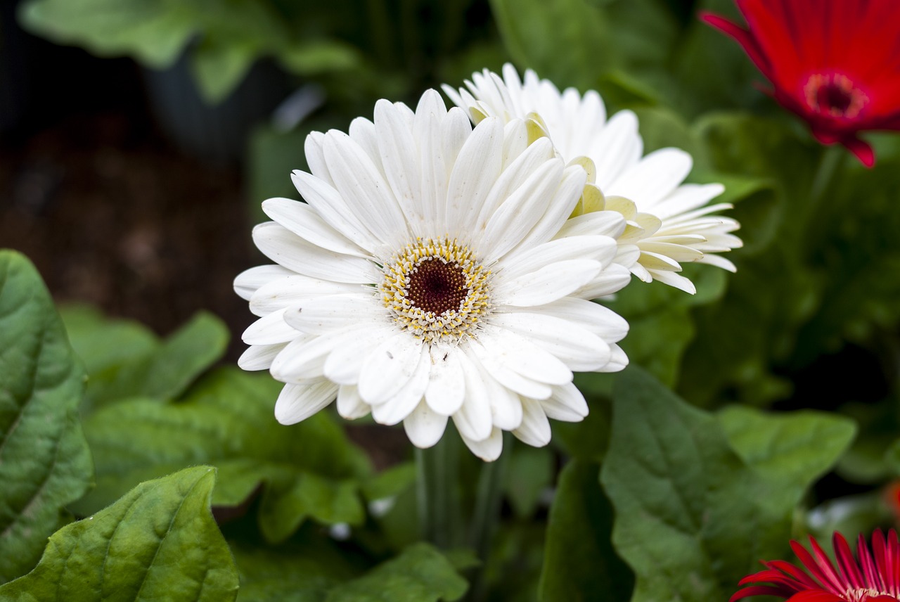 gérbela white flower plant free photo