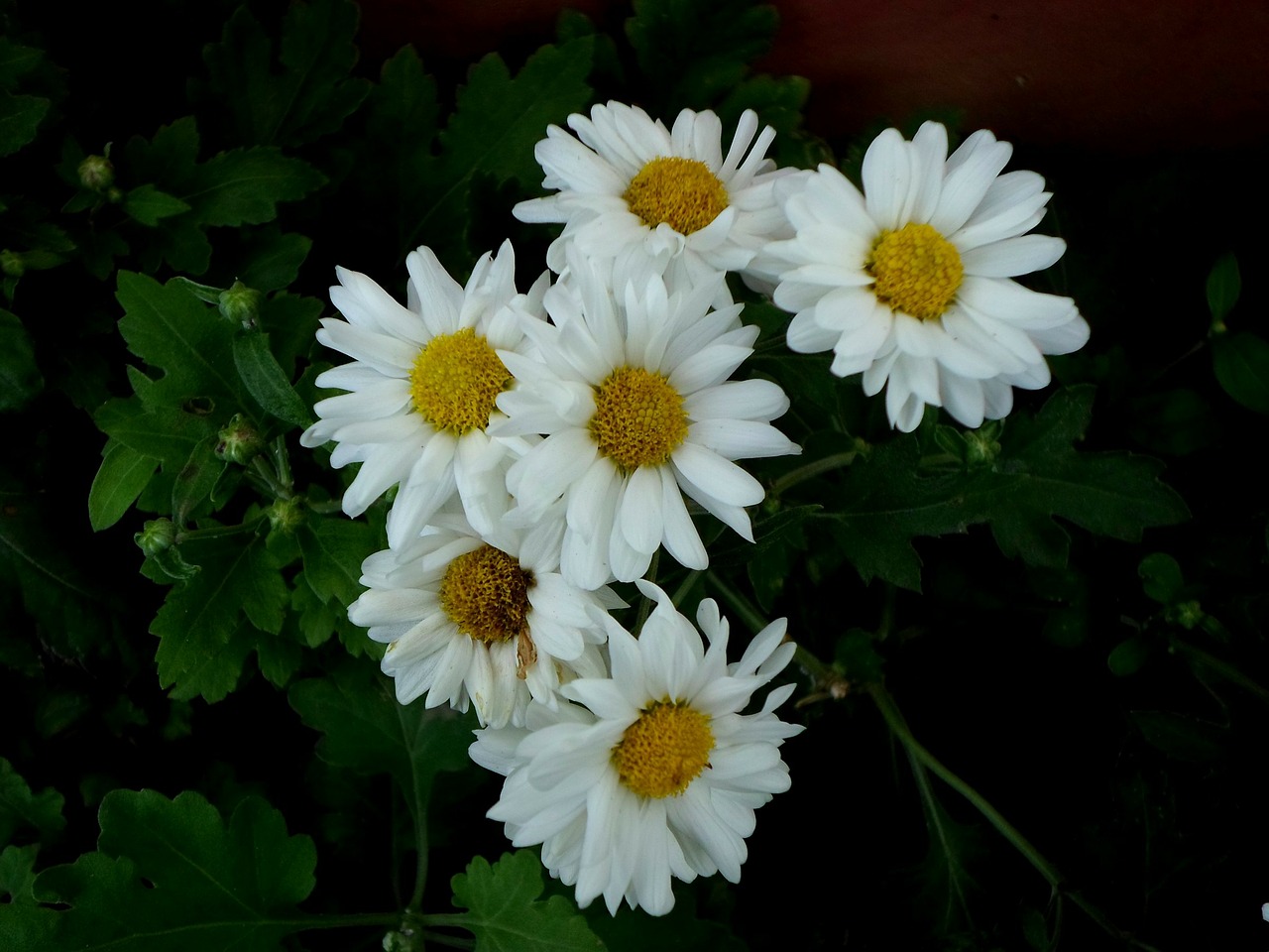 gerber daisy flower free photo