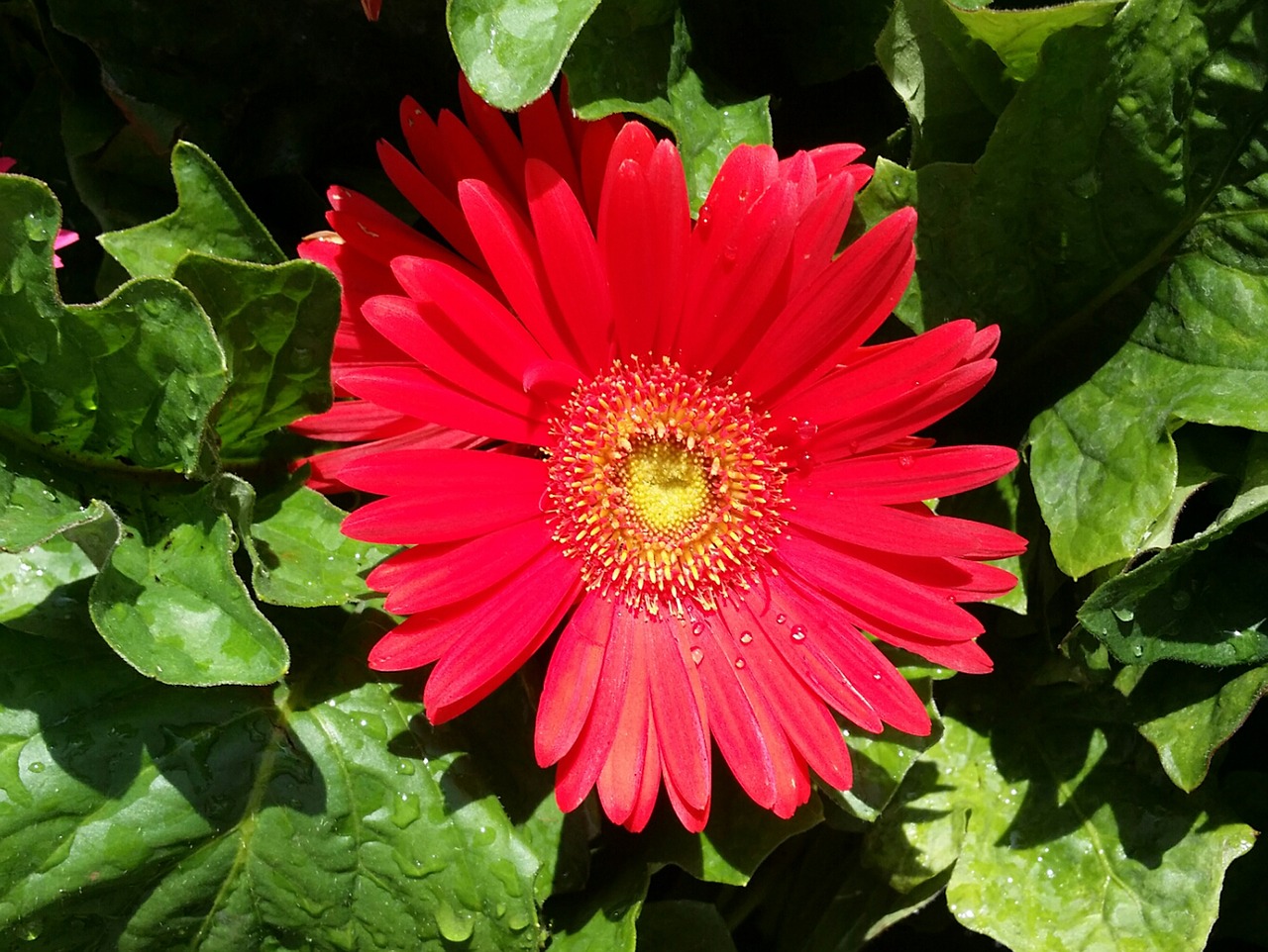 Download free photo of Gerber,daisy,red,dew,spring - from needpix.com