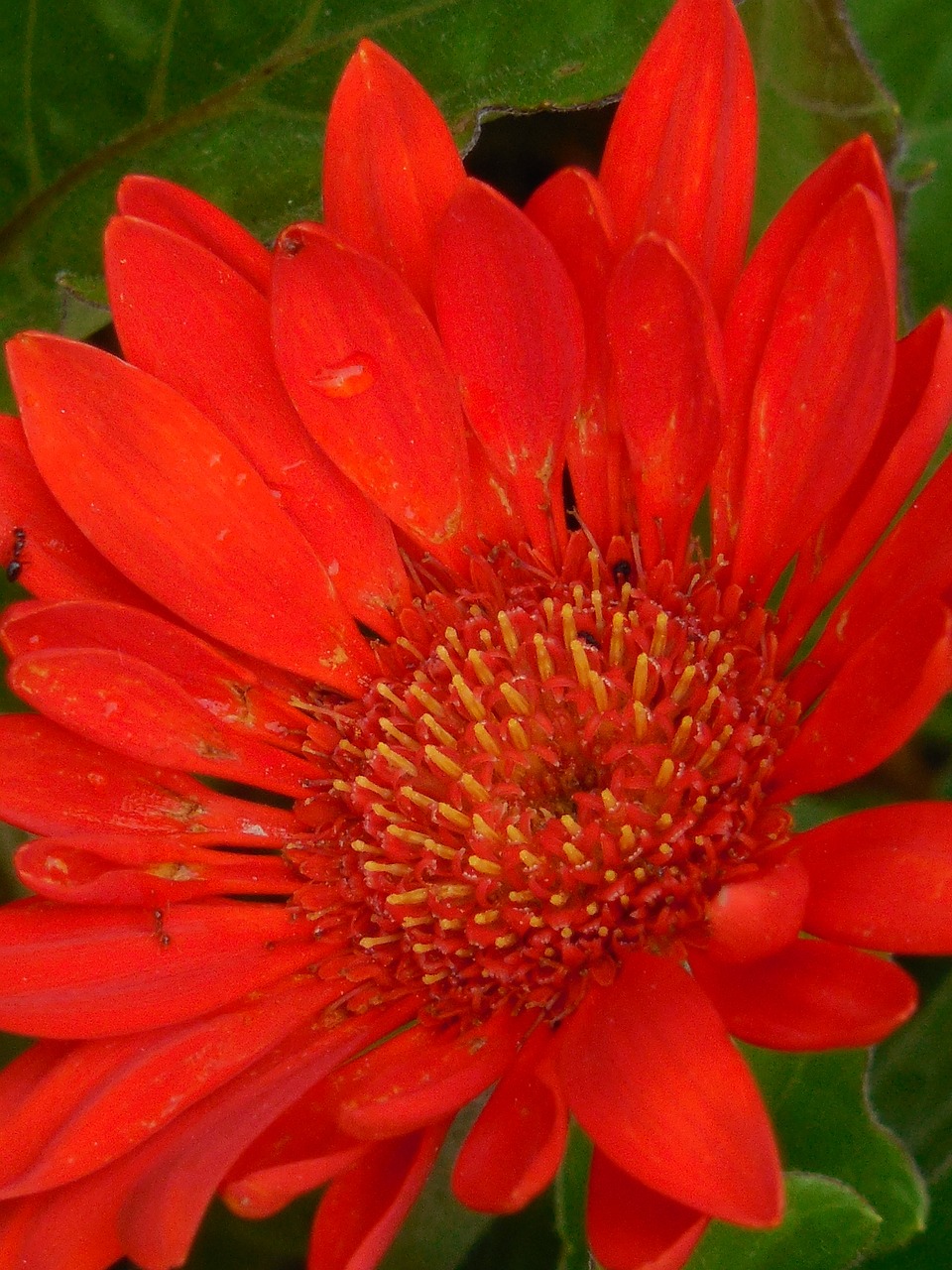 gerber daisy flower free photo