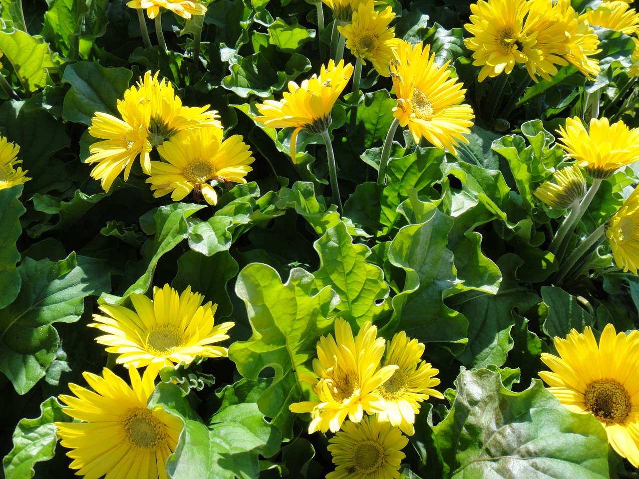 gerbera daisy flowers free photo