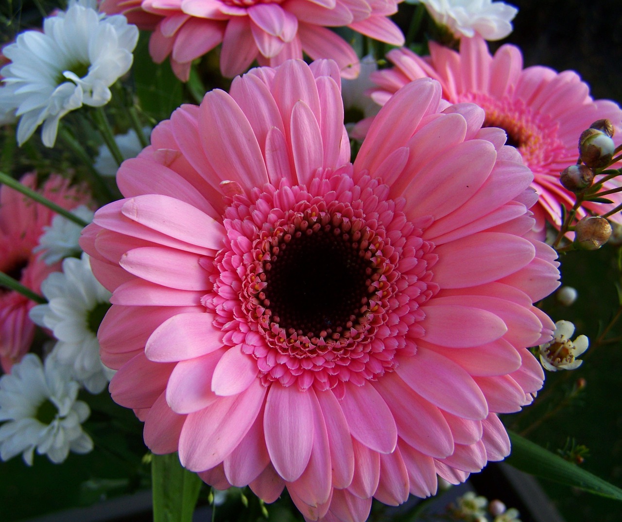 gerbera pink flower cut flower free photo