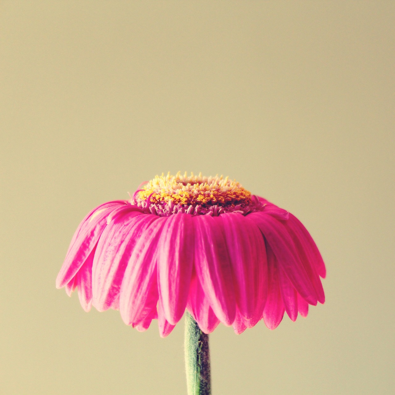 gerbera withered pink free photo