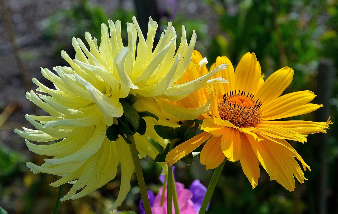 gerbera germini flower free photo