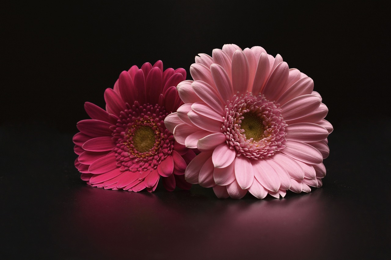 gerbera flowers pink free photo