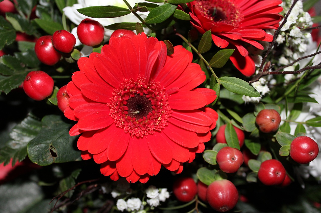 gerbera bouquet red free photo