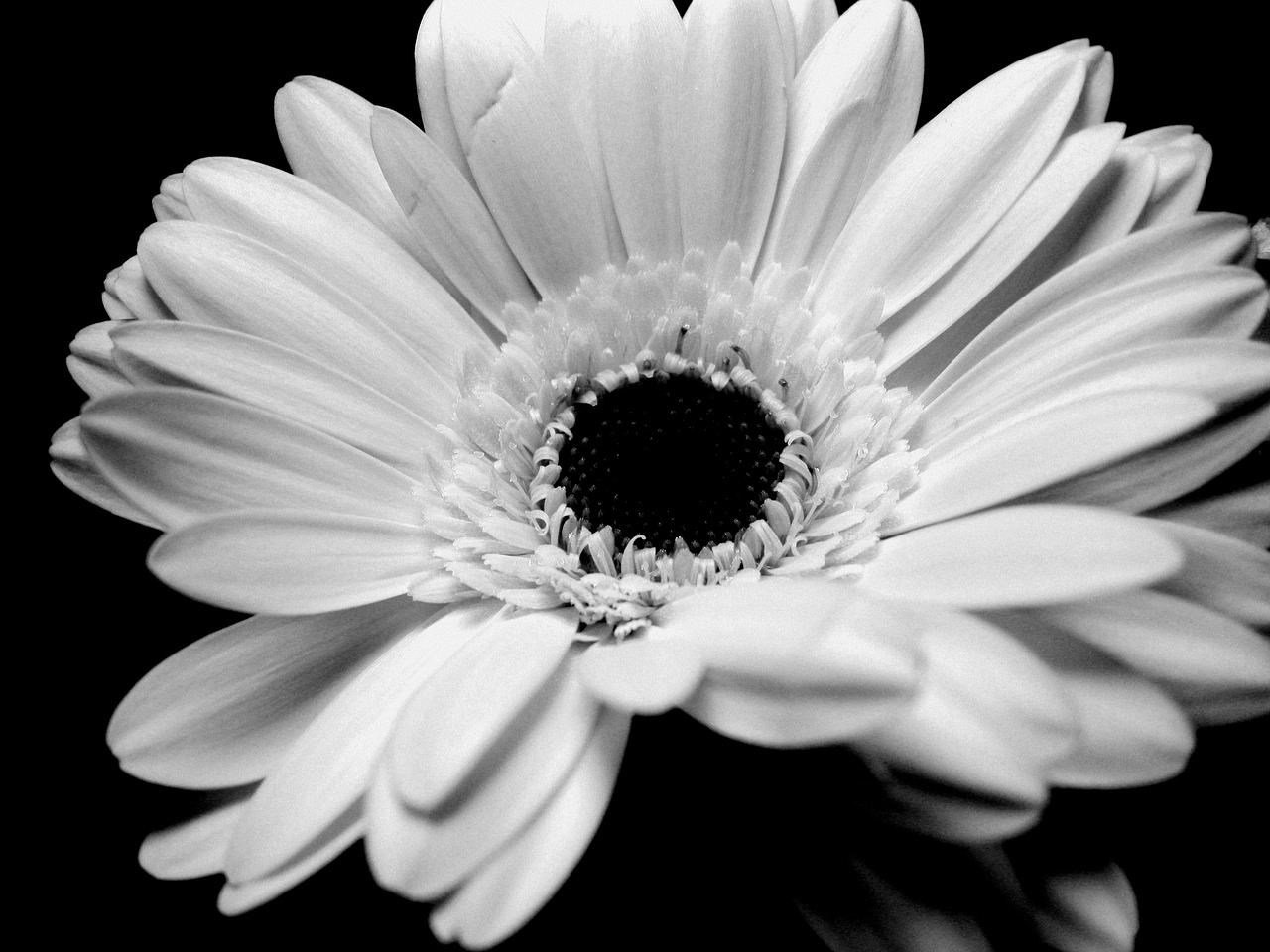 gerbera black and white flower free photo