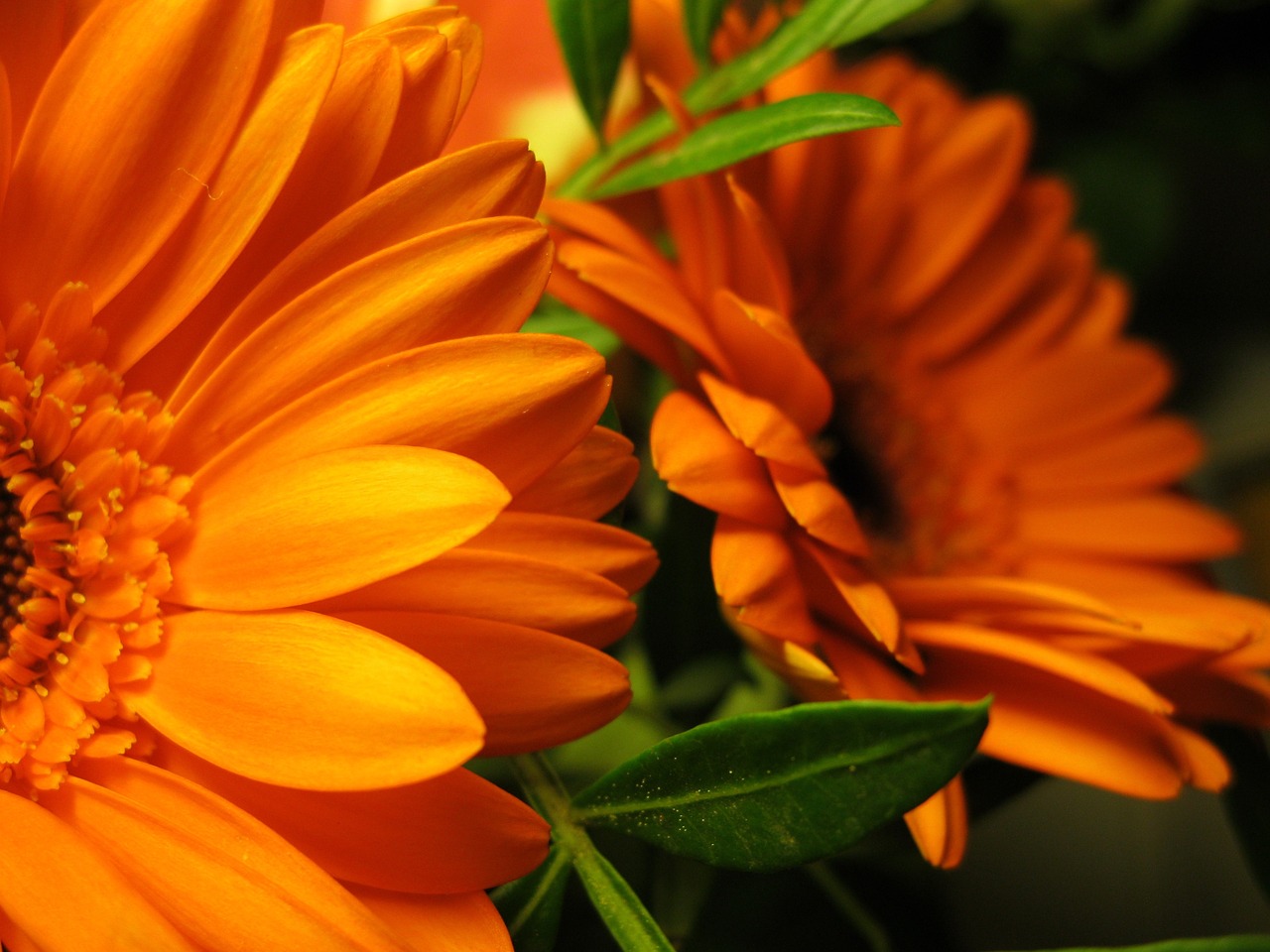 gerbera leaves flowers free photo