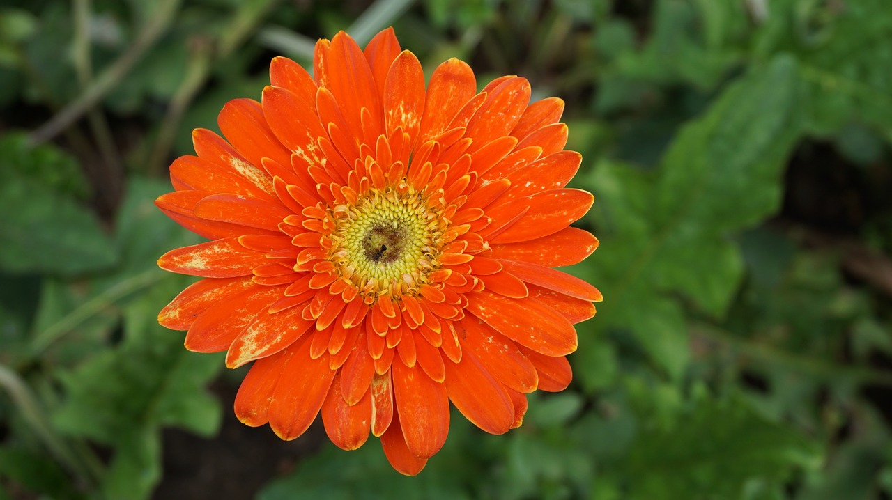 gerbera daisy flowers free photo