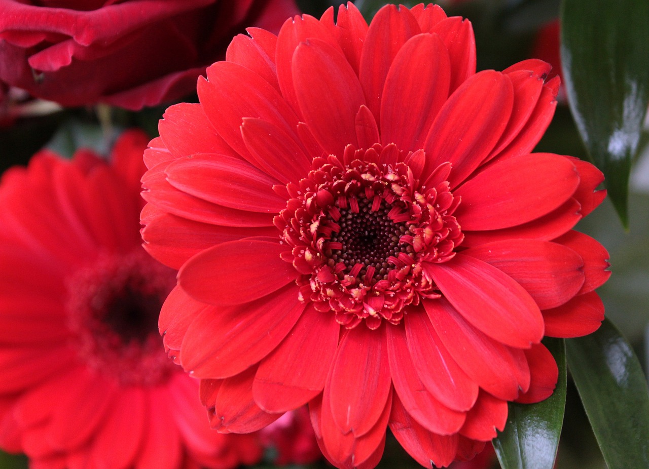 gerbera red flower free photo