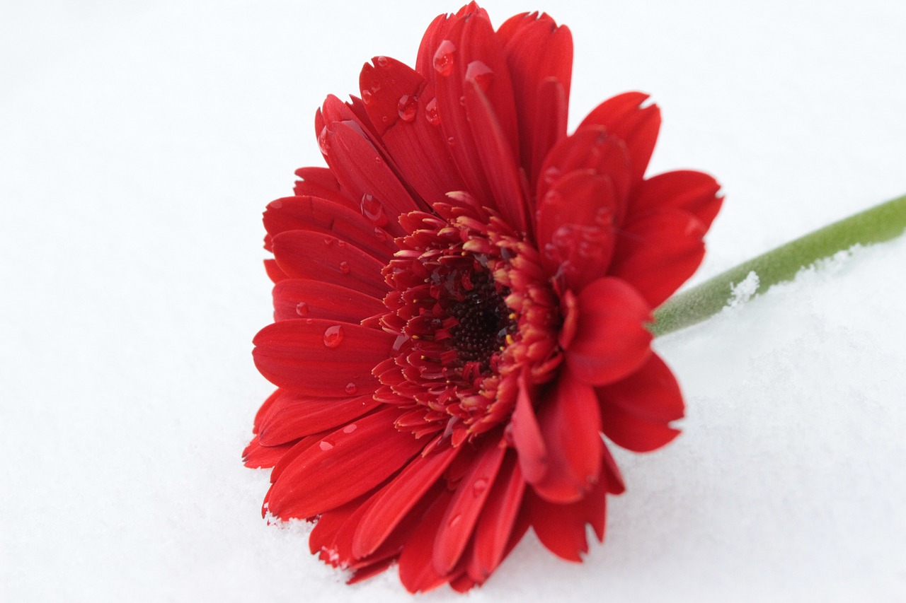 gerbera red flower free photo