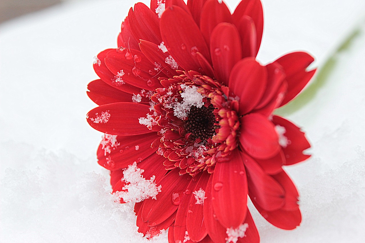 gerbera red blossom free photo