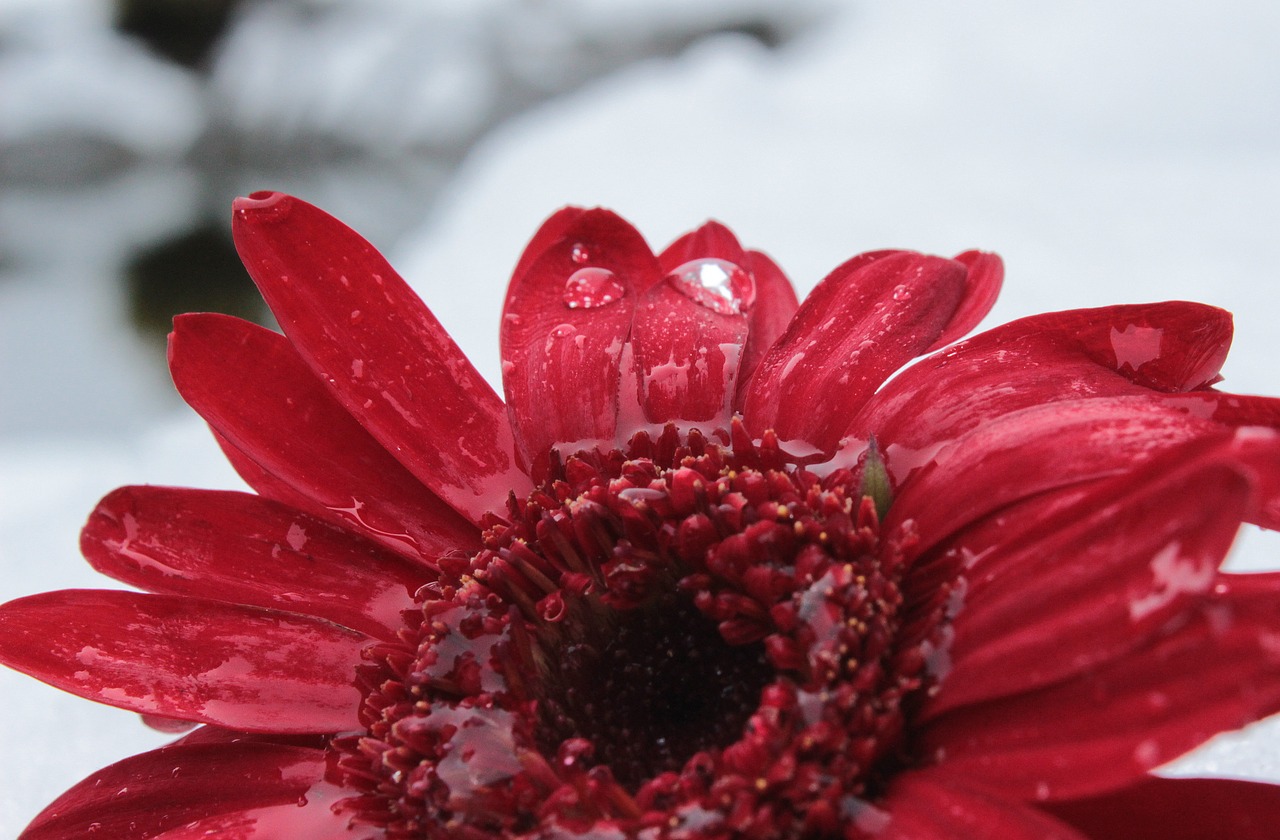 gerbera blossom bloom free photo