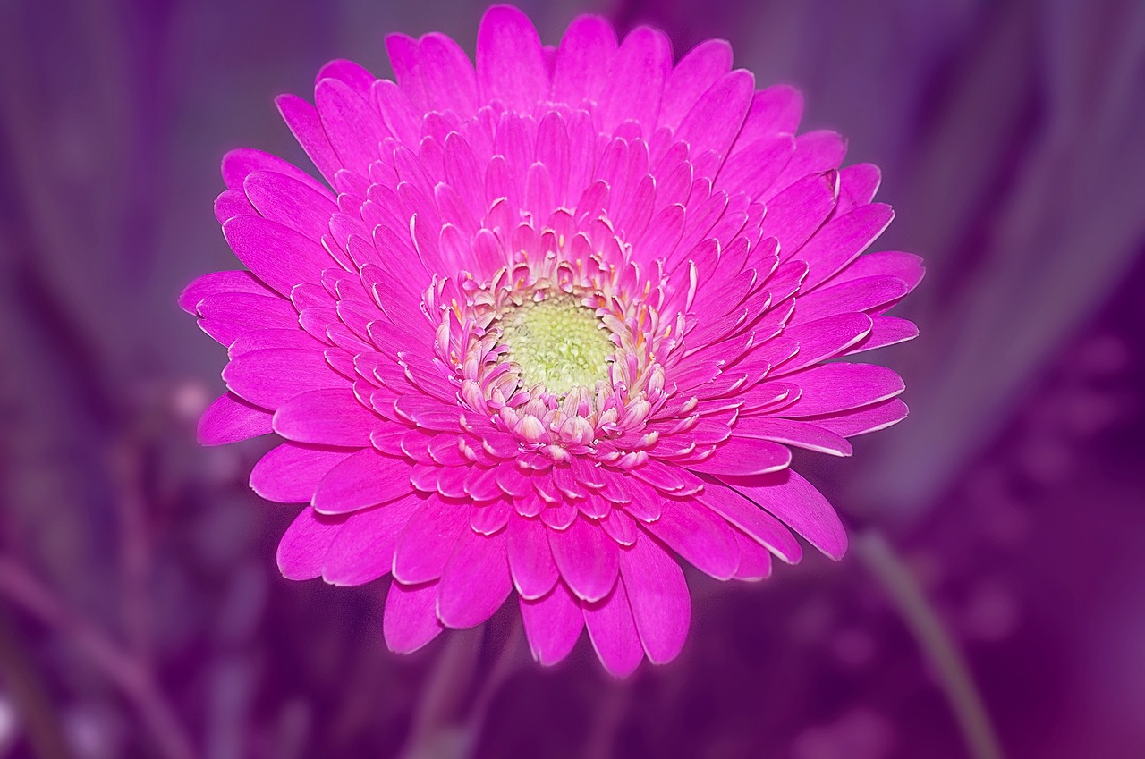 gerbera schnittblume pink free photo