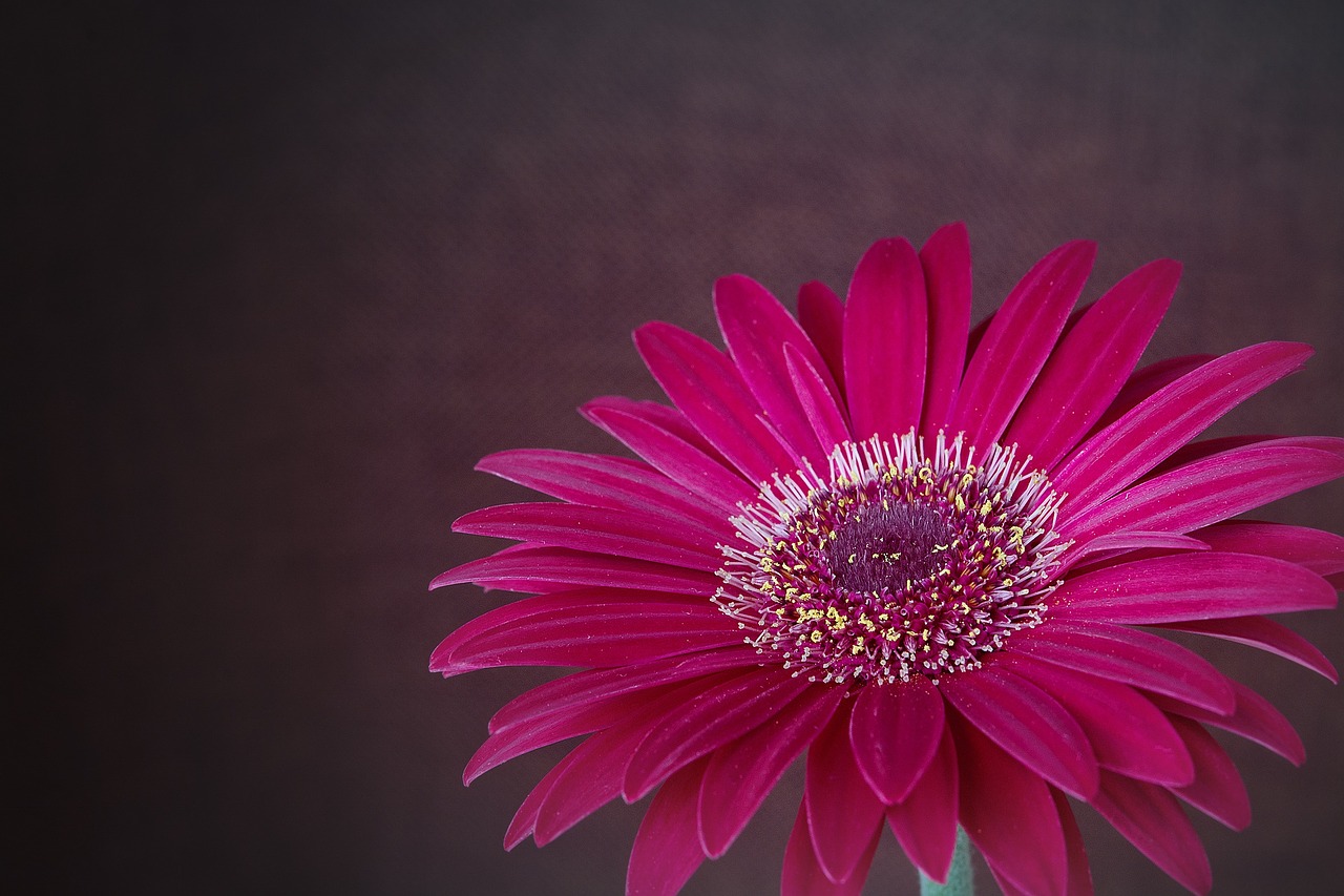 gerbera flower blossom free photo