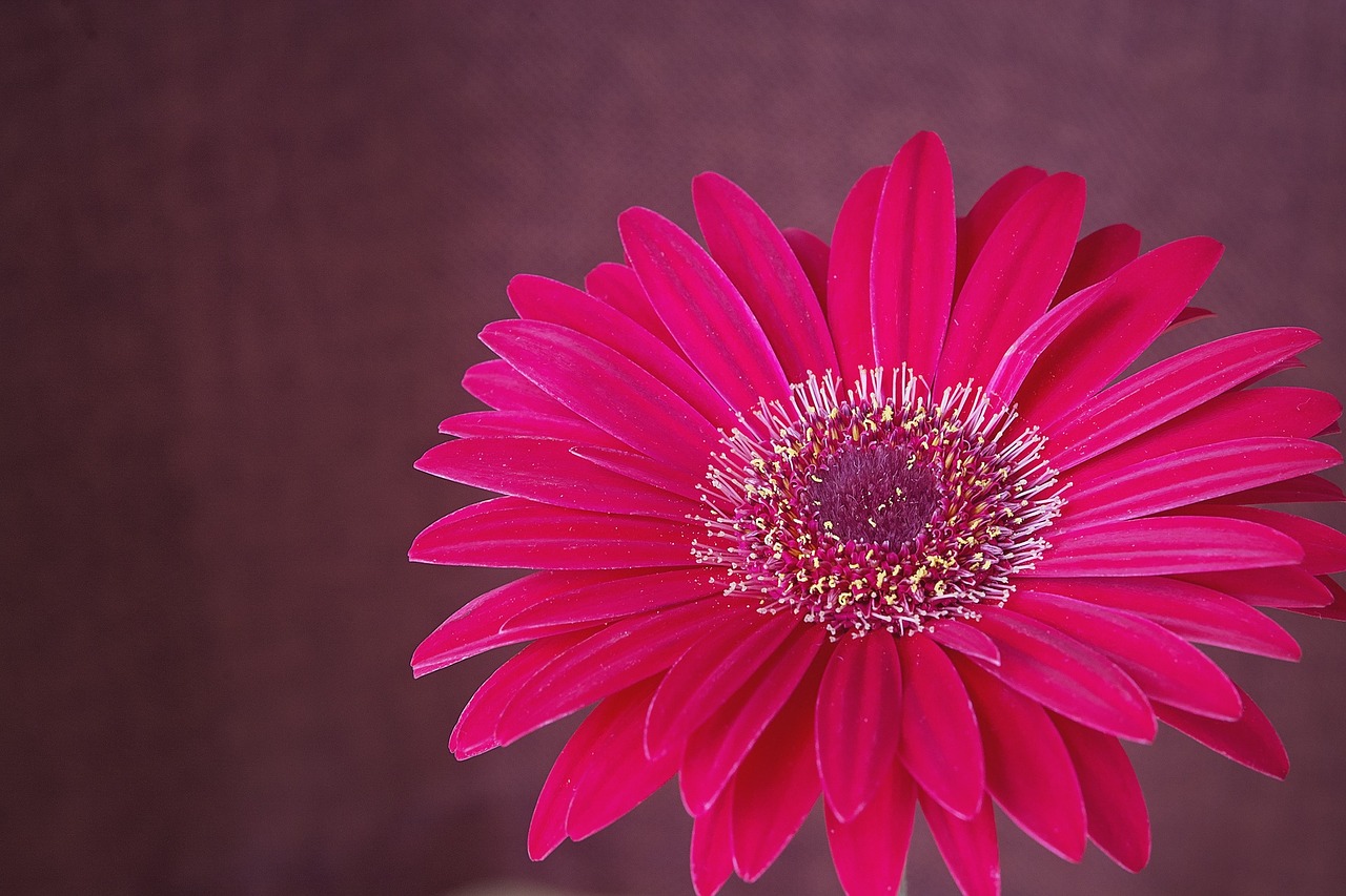 gerbera flower blossom free photo