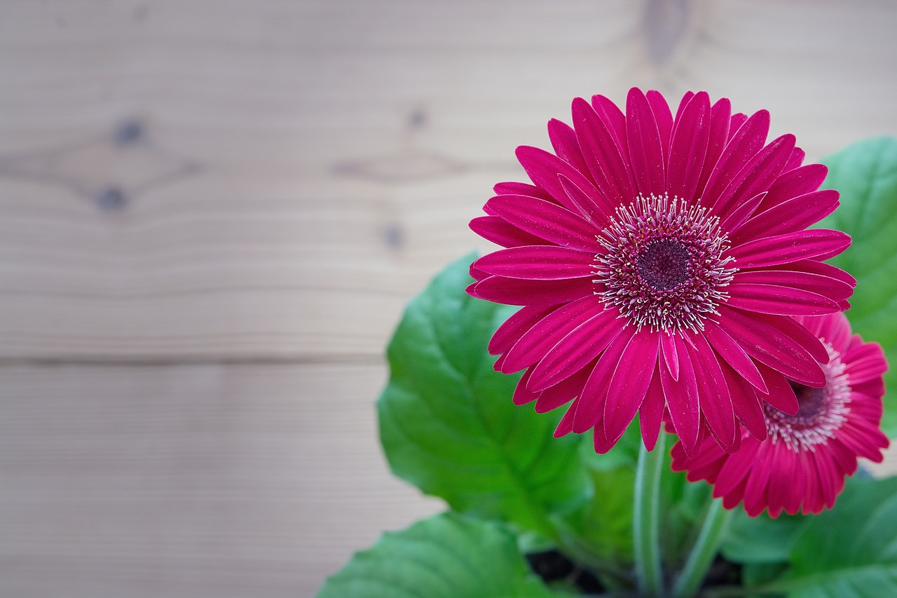 gerbera pink flower free photo