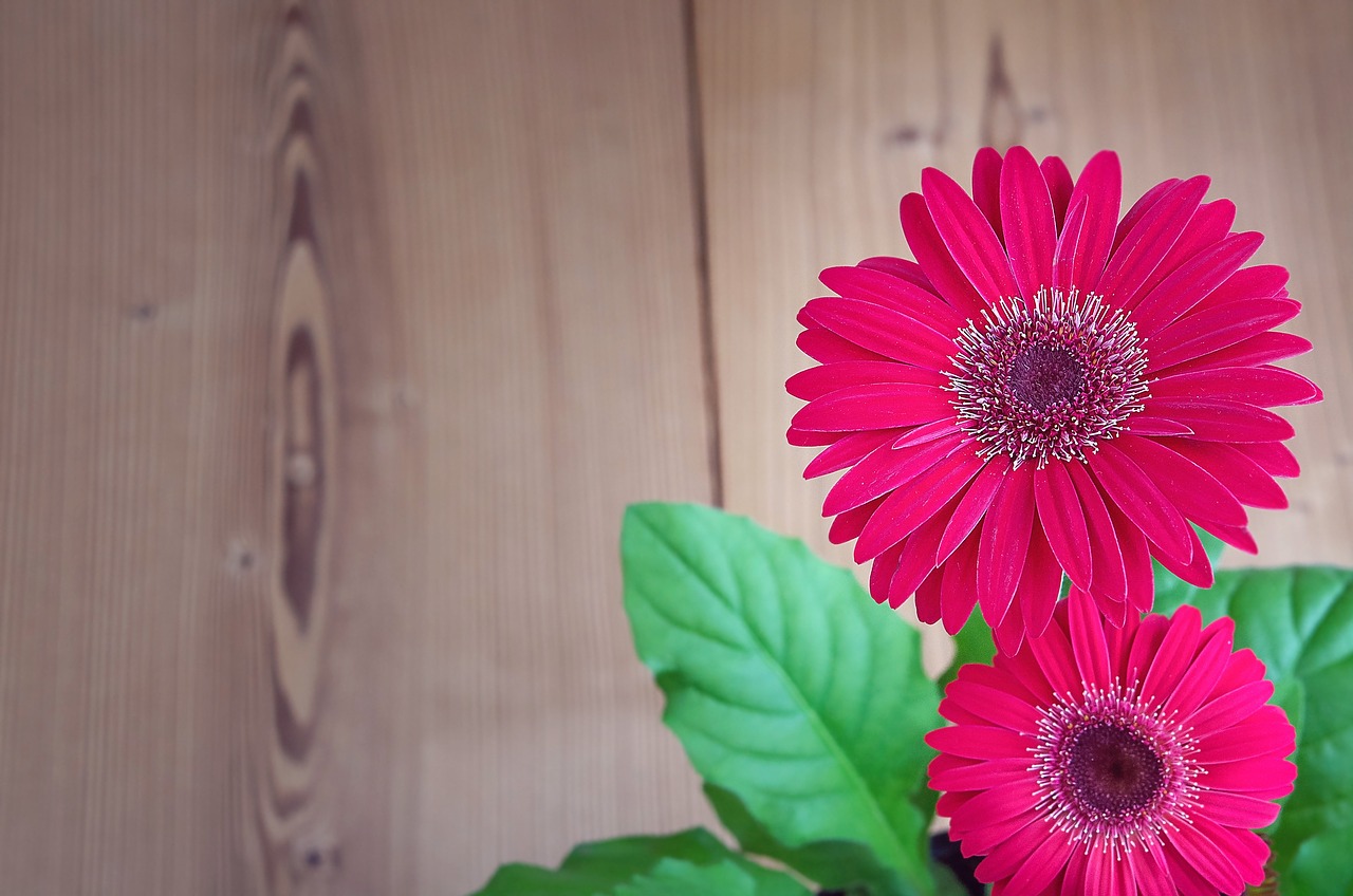 gerbera flower blossom free photo