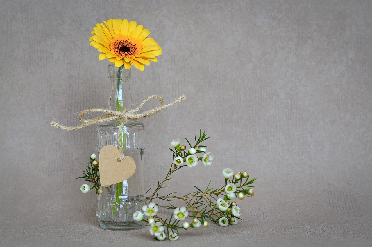 gerbera flower blossom free photo