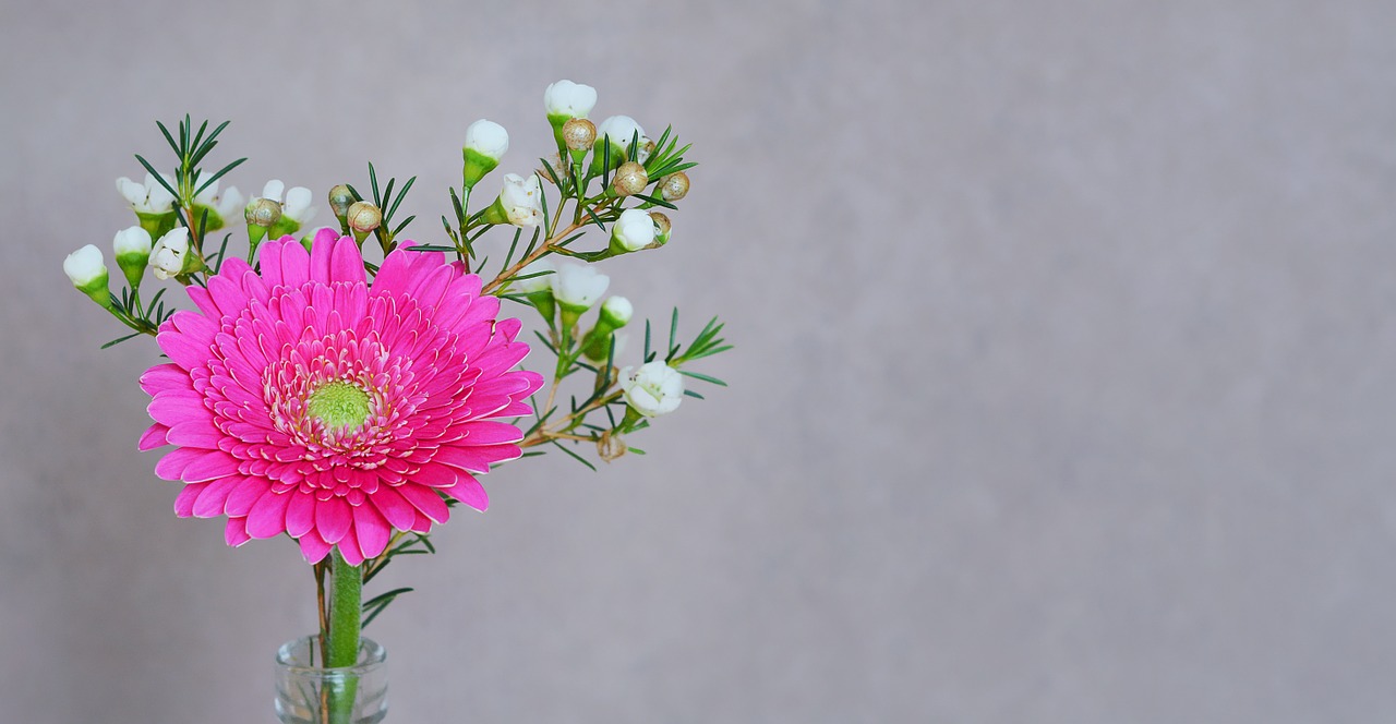 gerbera flower blossom free photo