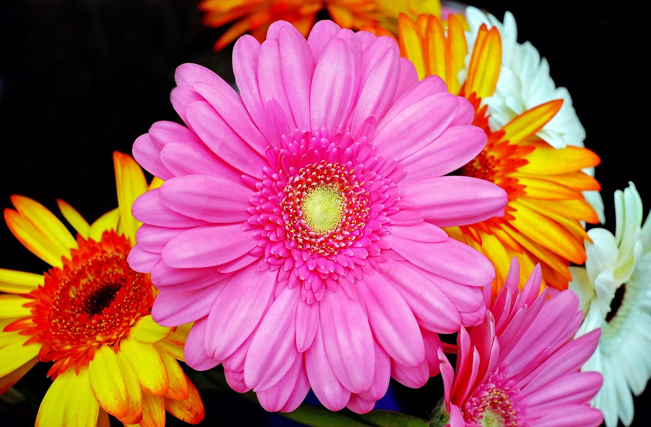 gerbera blossom bloom free photo