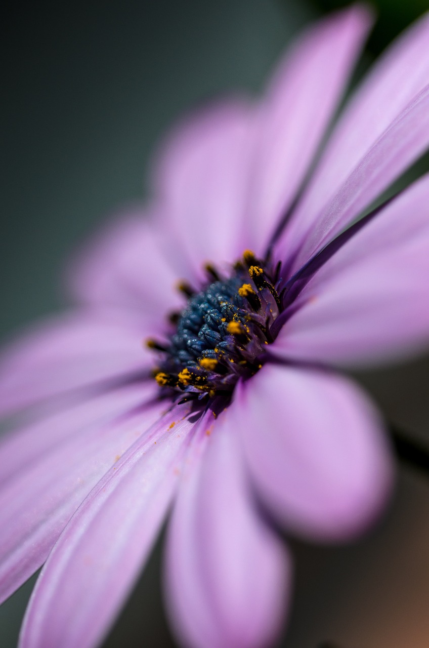 gerbera garden flower free photo