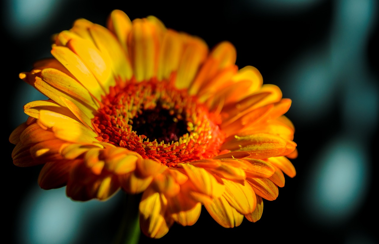 gerbera macro close free photo