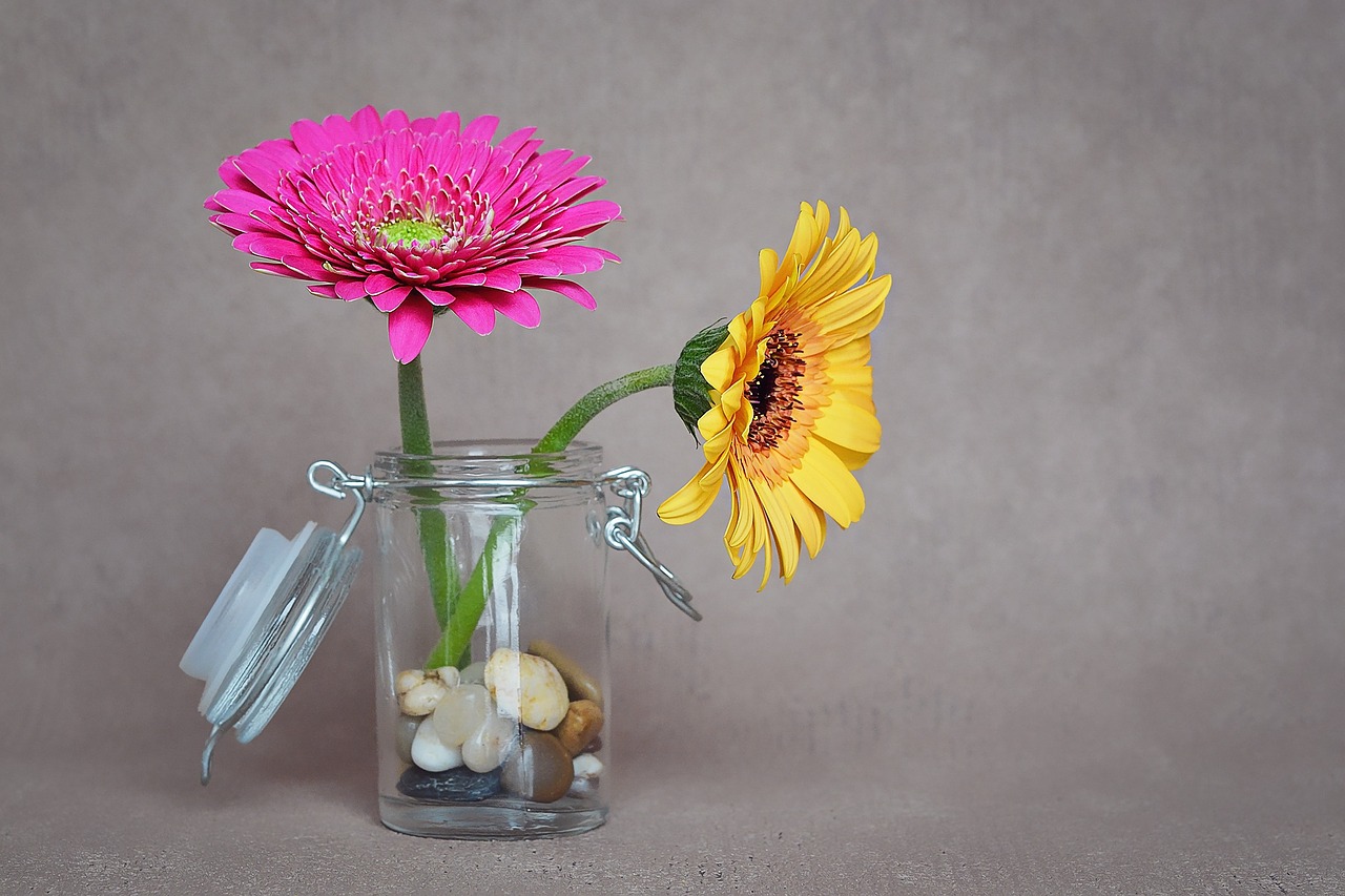 gerbera flowers yellow free photo