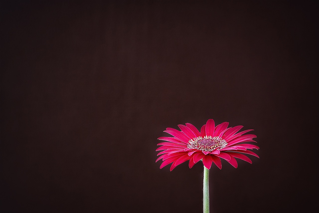 gerbera flower blossom free photo