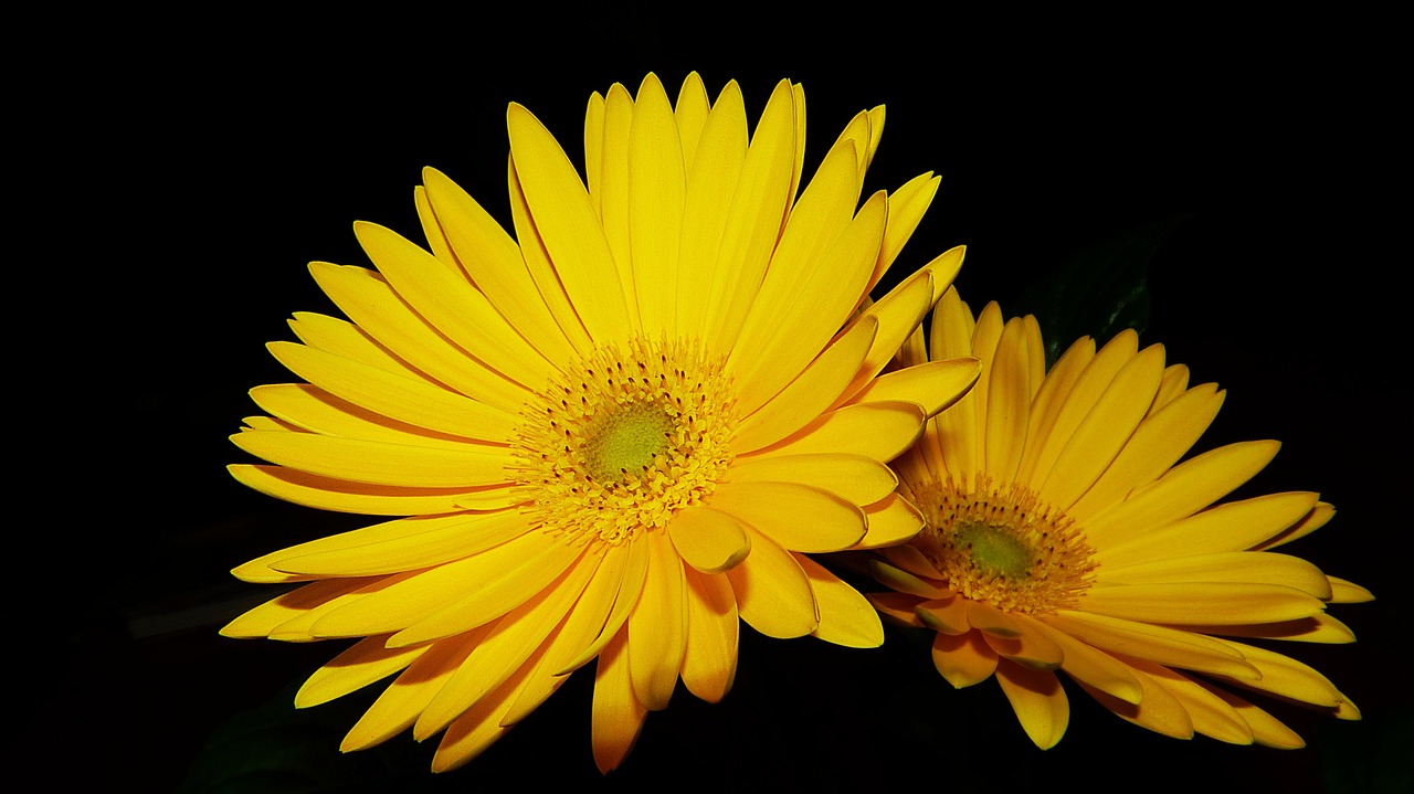 gerbera yellow close free photo