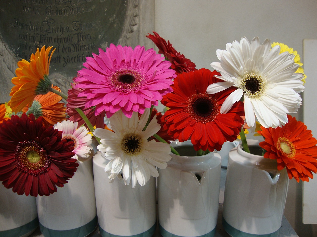 gerbera flower blossom free photo