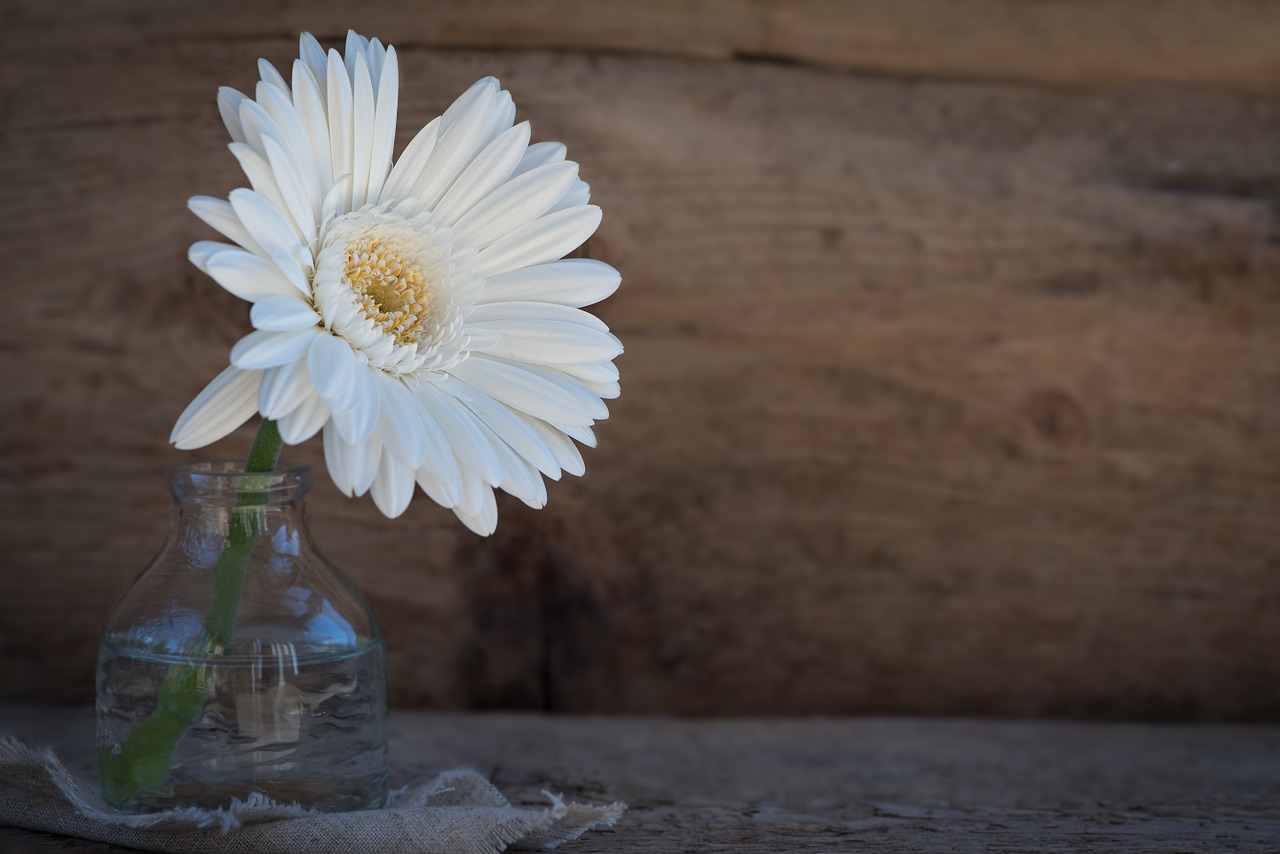 gerbera flower blossom free photo