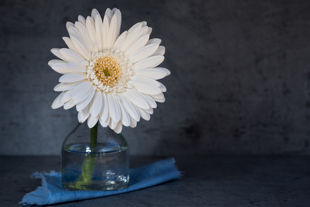 gerbera flower blossom free photo