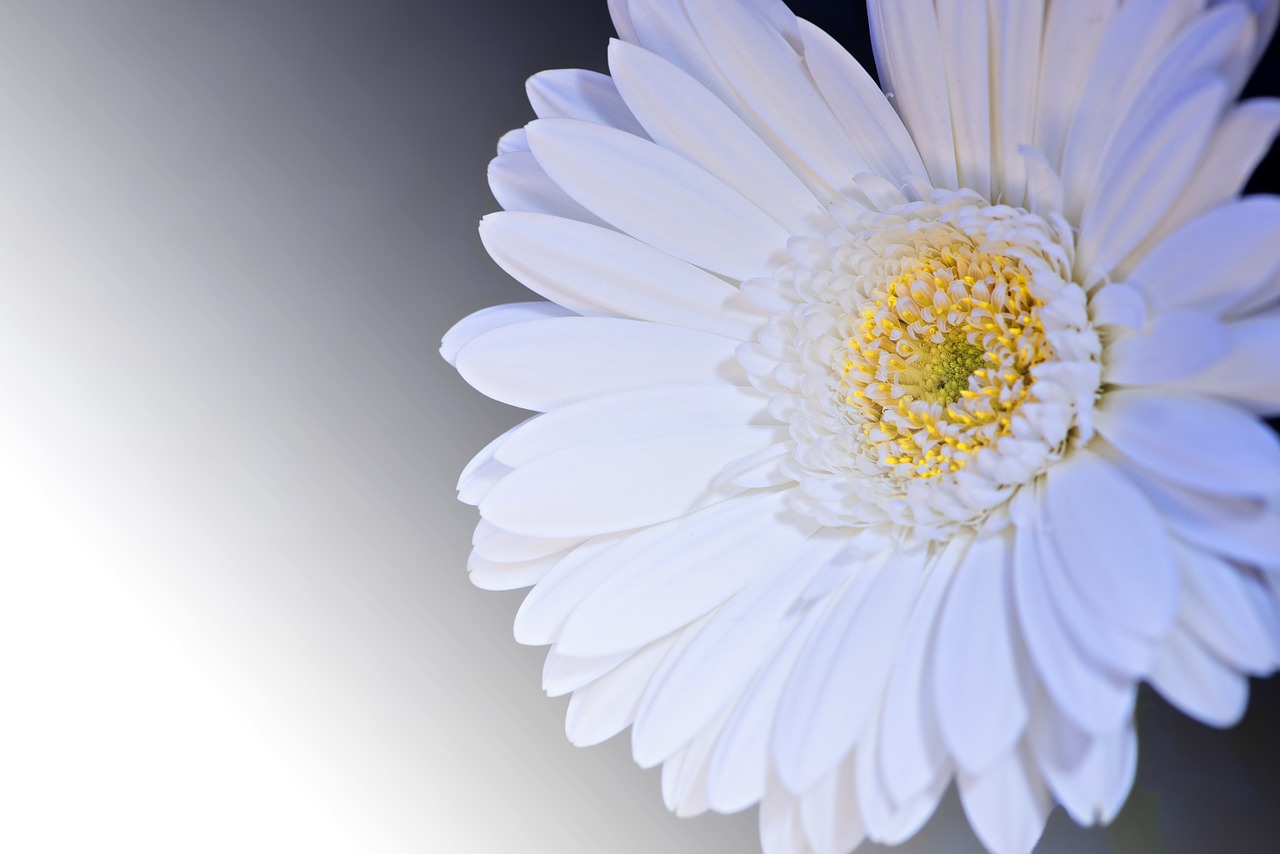 gerbera flower blossom free photo