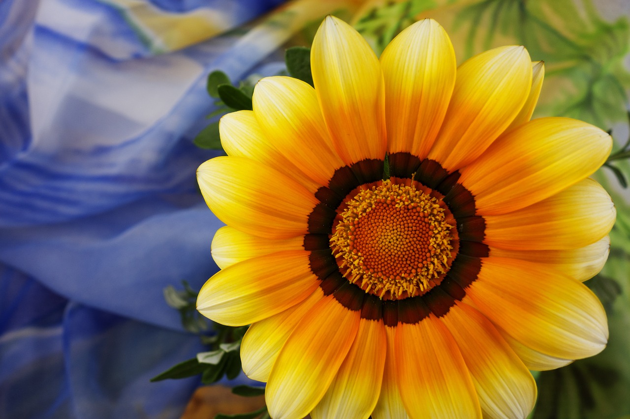 gerbera closeup bright flower free photo