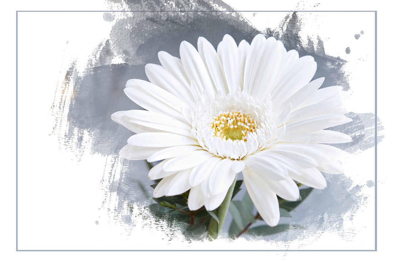 gerbera flower blossom free photo