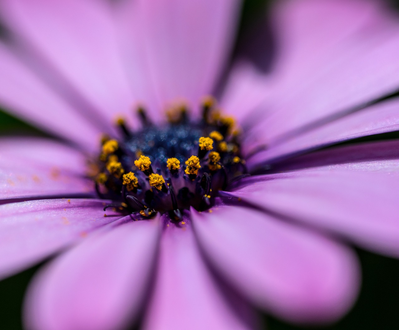 gerbera flower color free photo