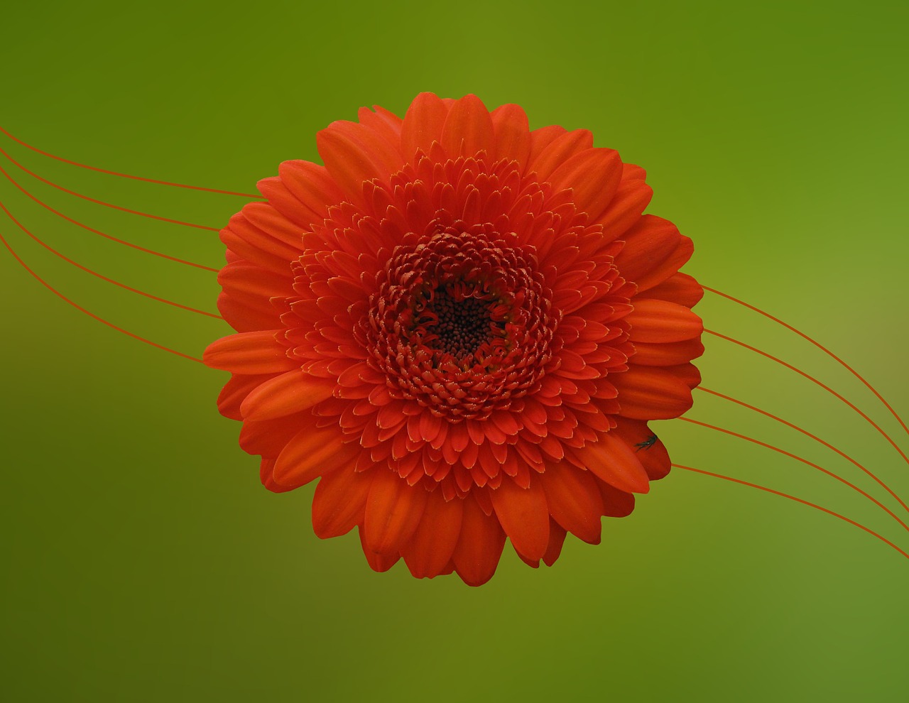 gerbera flower blossom free photo