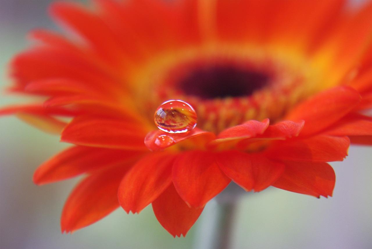 gerbera flower plant free photo