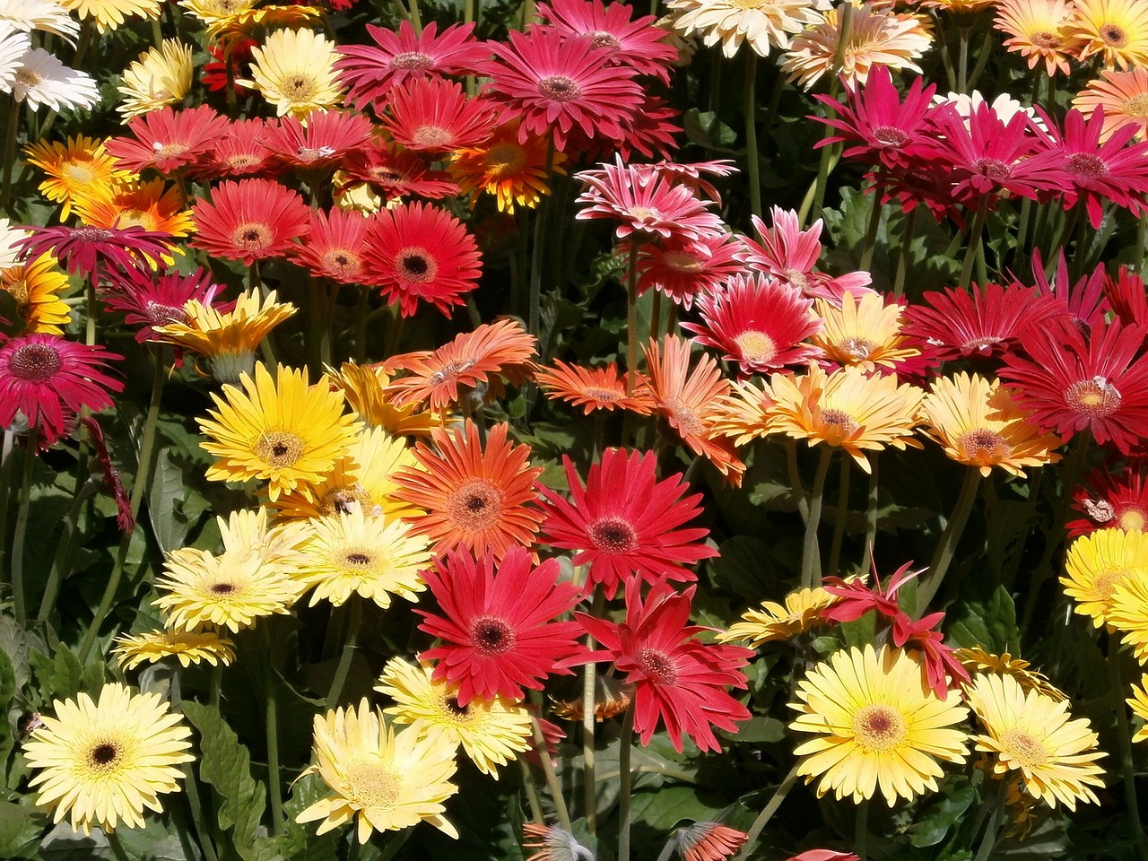 gerbera red flowers yellow flowers free photo