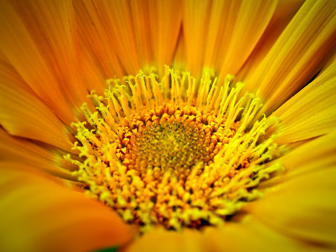 gerbera flower blossom free photo