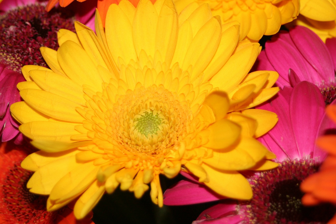 gerbera yellow flower summer flower free photo