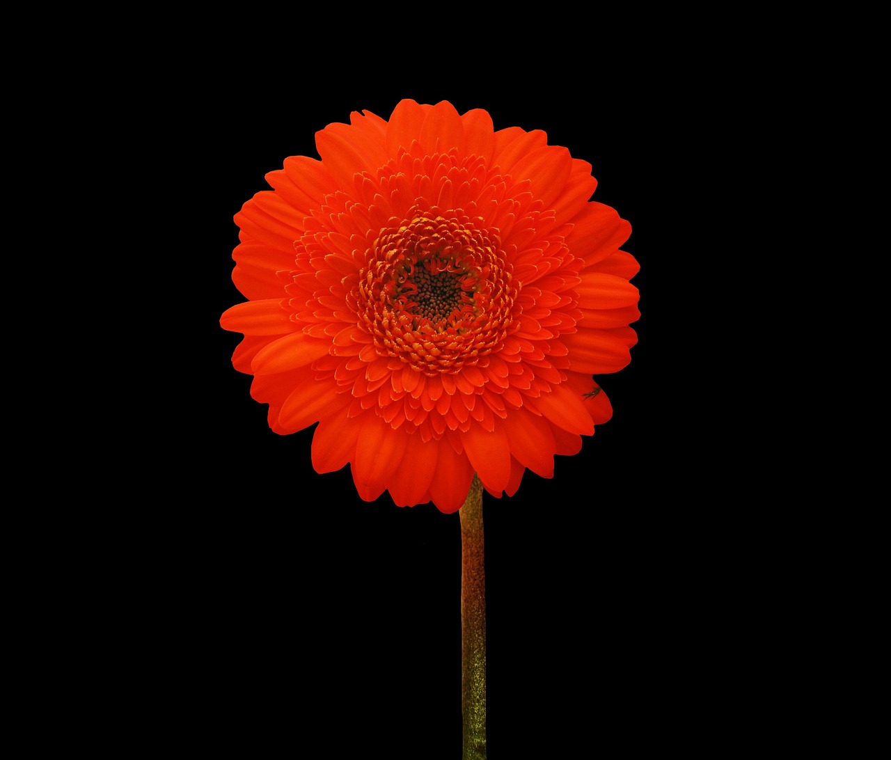 gerbera flower orange free photo