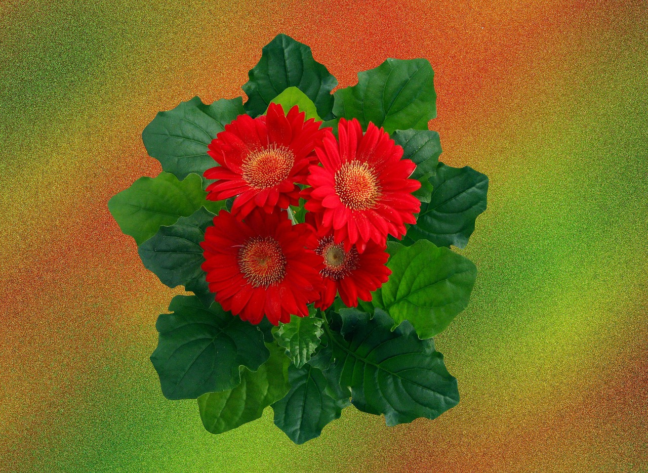 gerbera red blossom free photo