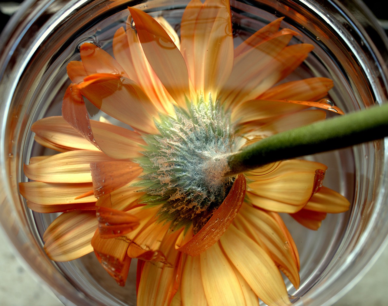 gerbera orange flower flowers isolated free photo