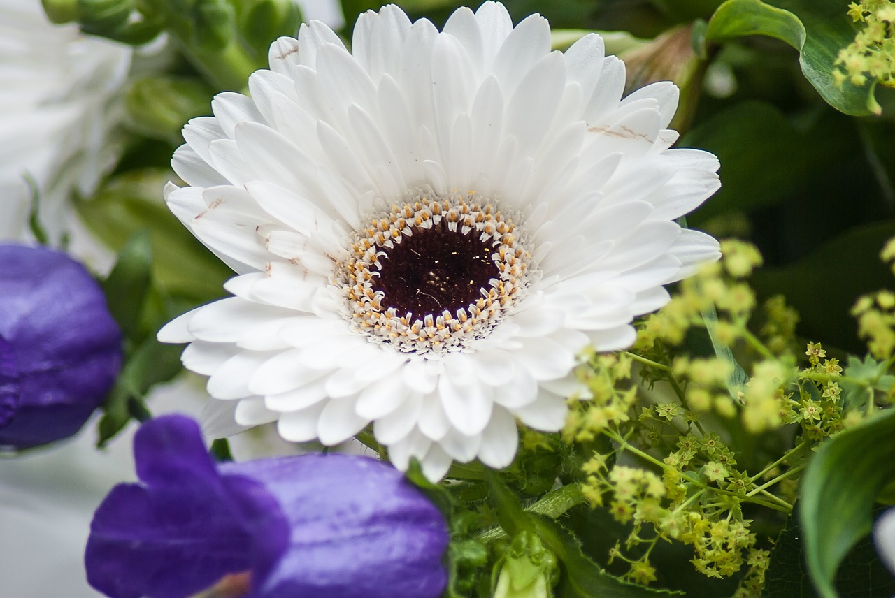 gerbera flower flowers free photo