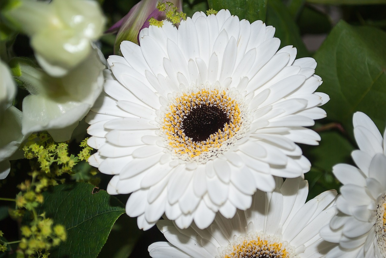 gerbera flower white free photo