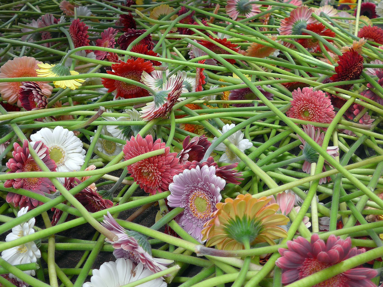 gerbera floristry cut flowers free photo