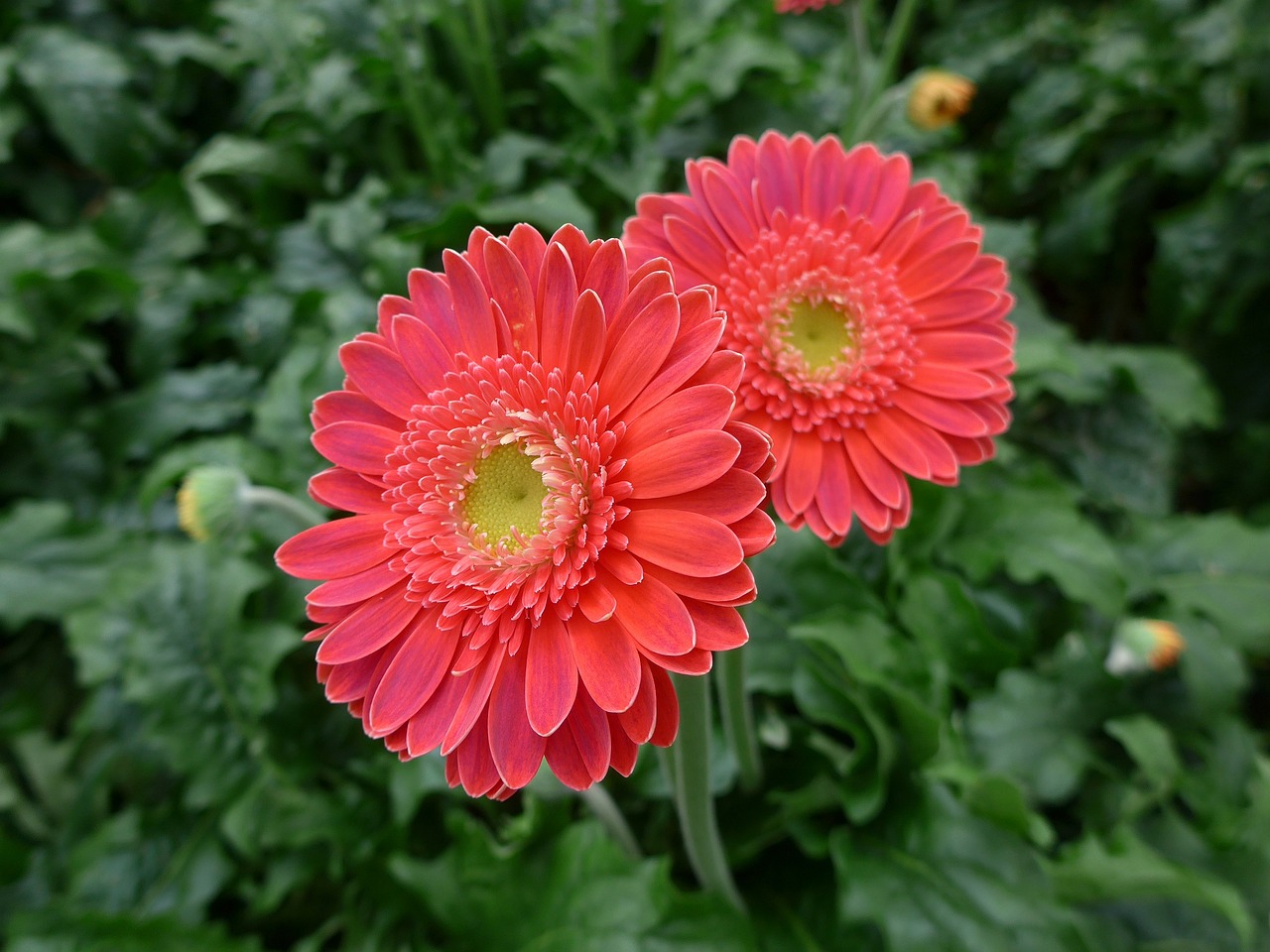 gerbera floristry cut flowers free photo