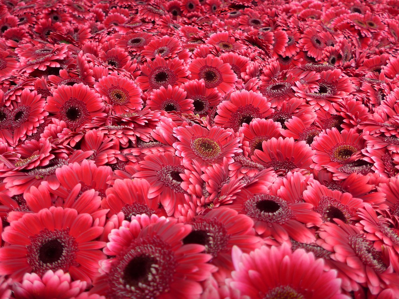 gerbera floristry cut flowers free photo